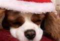 PET SUBJECT: Party safely 