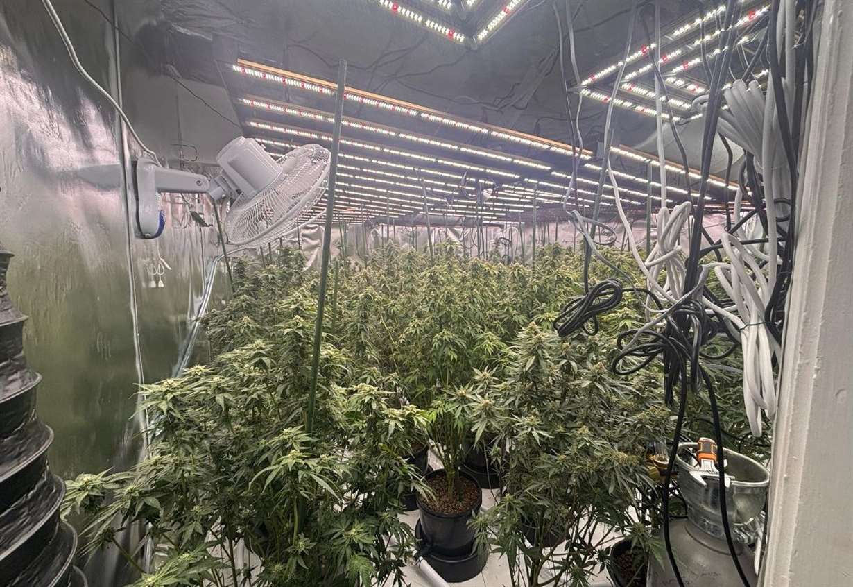Seven jailed after £1.7m cannabis growing network discovered