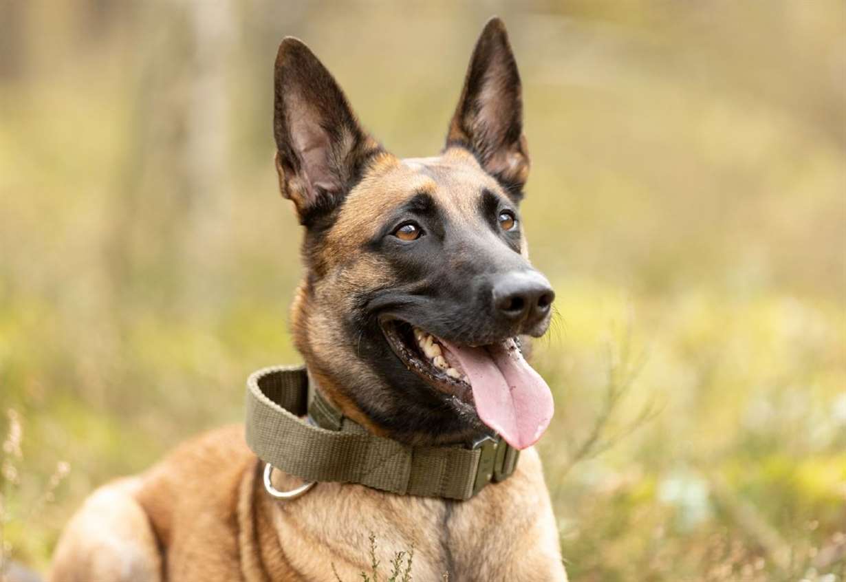 Dog owner fined after her escaped Belgian Malinois dogs left Jack Russell with ‘traumatic’ injuries