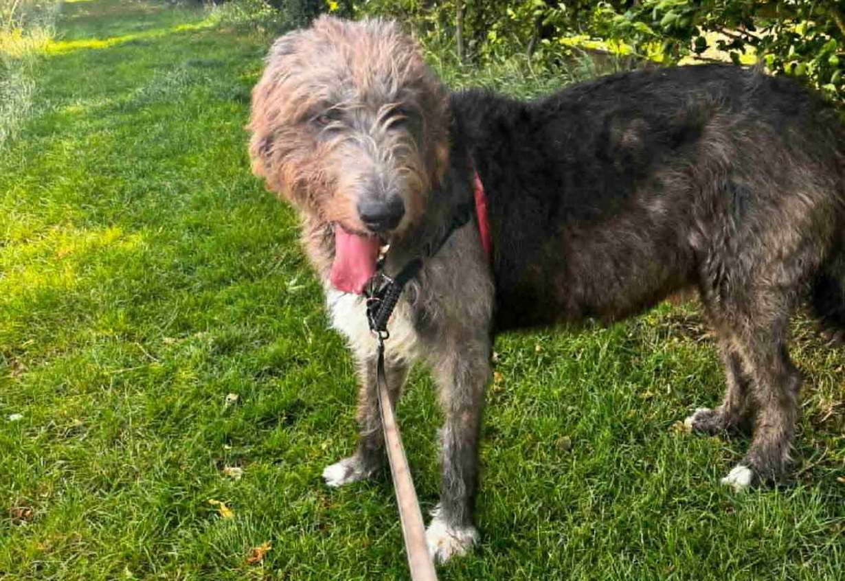 Dog in critical condition after snake bite as owners aim to spread awareness