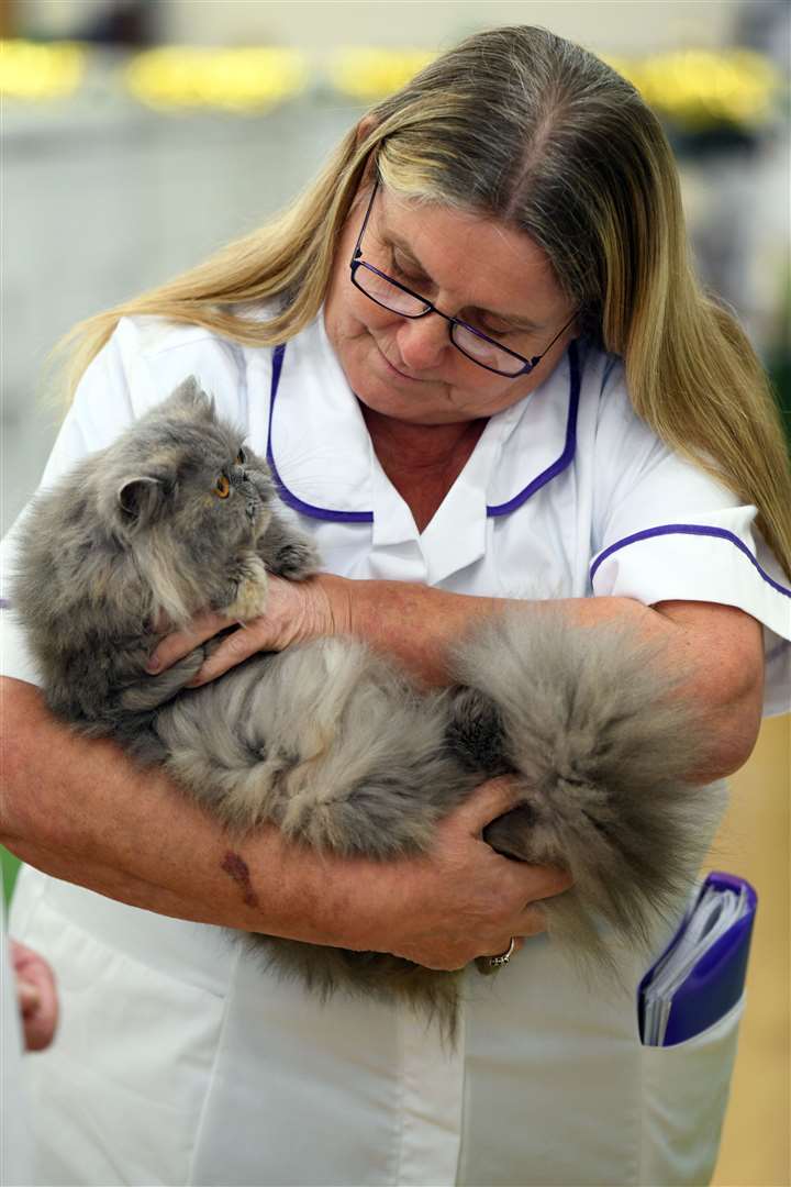 Exotic Cat Show at Tydd St Giles Community Centre..Sally Tokens..... (26567761)
