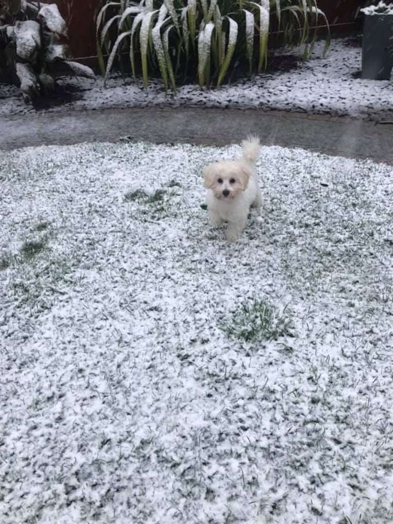 18-week-old Tillt enjoys the snow (43410182)