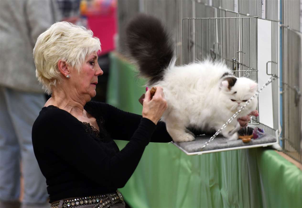 Exotic Cat Show at Tydd St Giles Community Centre..Nora Gardner with Tatty-Annie... (26567828)