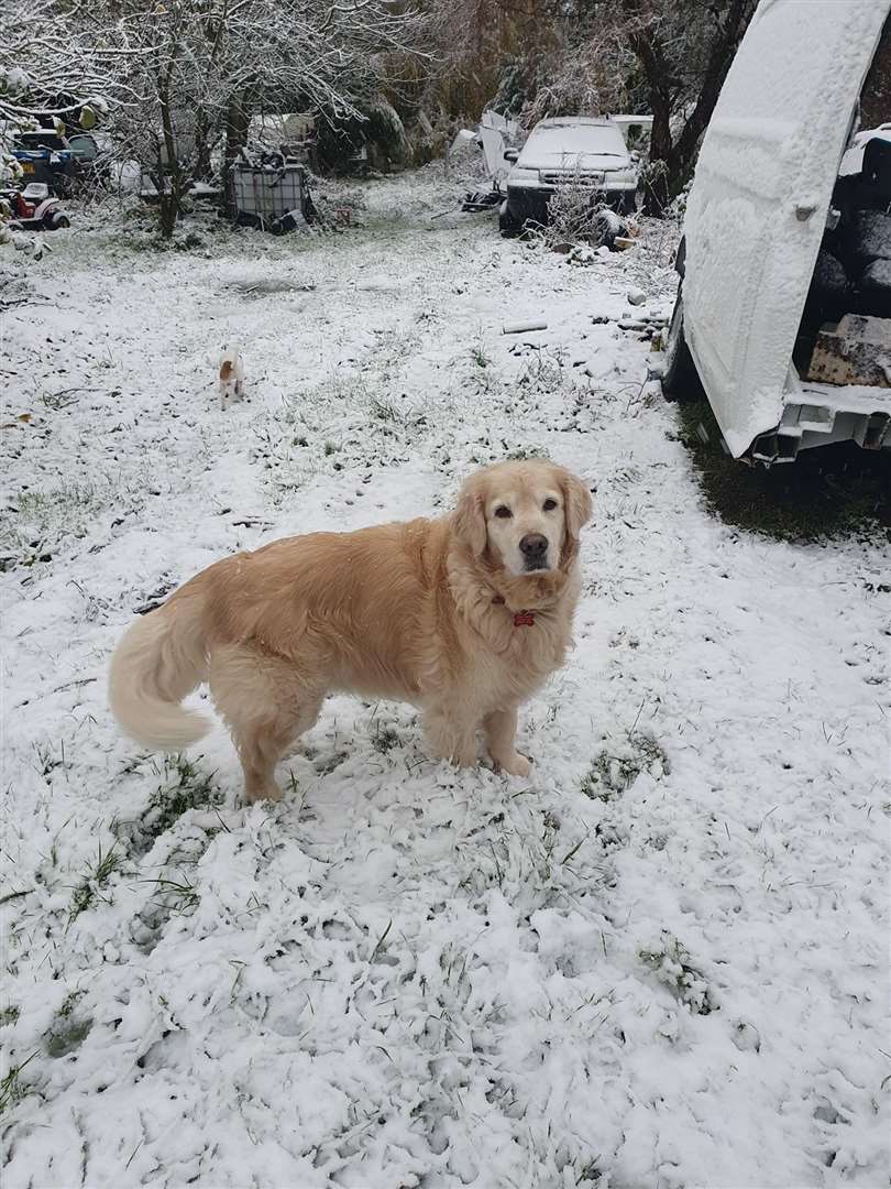 Sue Hewick's dog in Doddington (43410180)