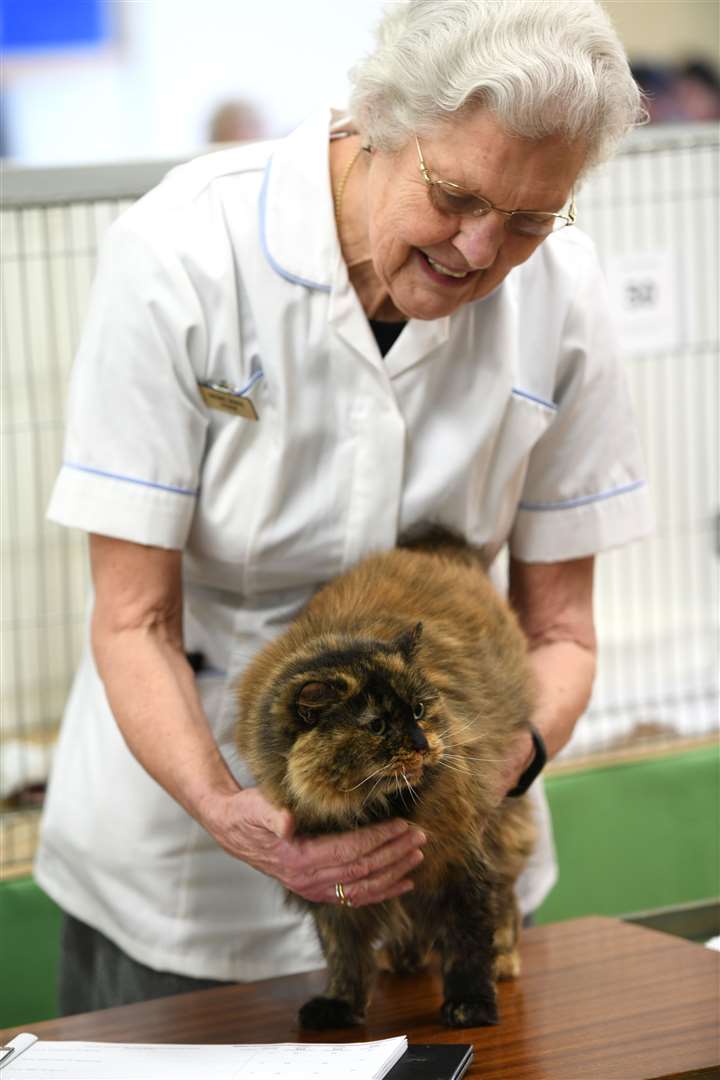 Exotic Cat Show at Tydd St Giles Community Centre....Irene Roos... (26567762)