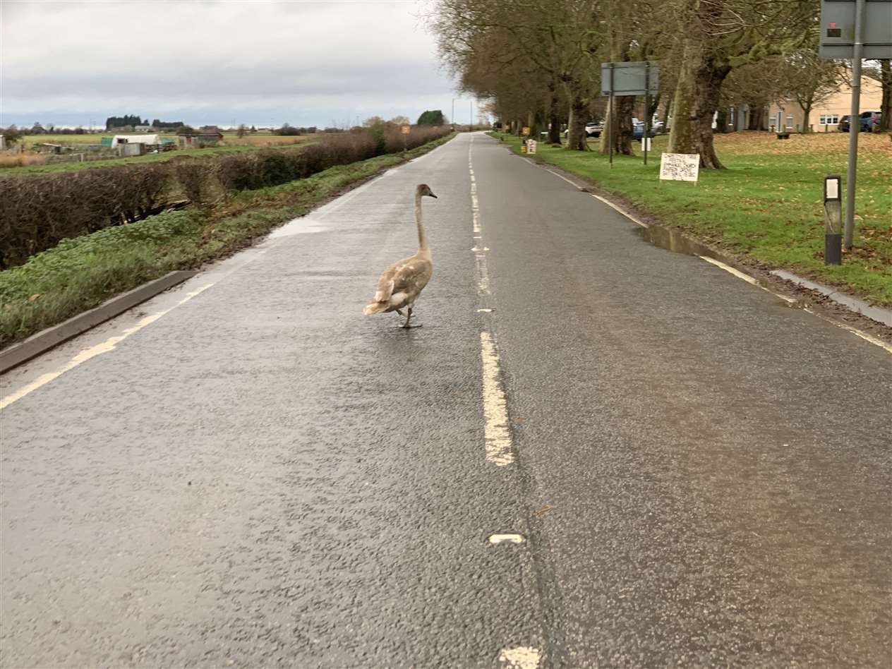 Swanning around on the road (23552298)