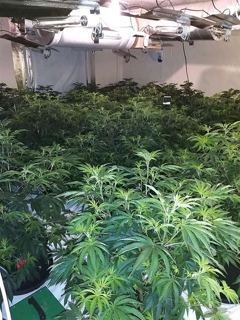 Cannabis plants (47703802)