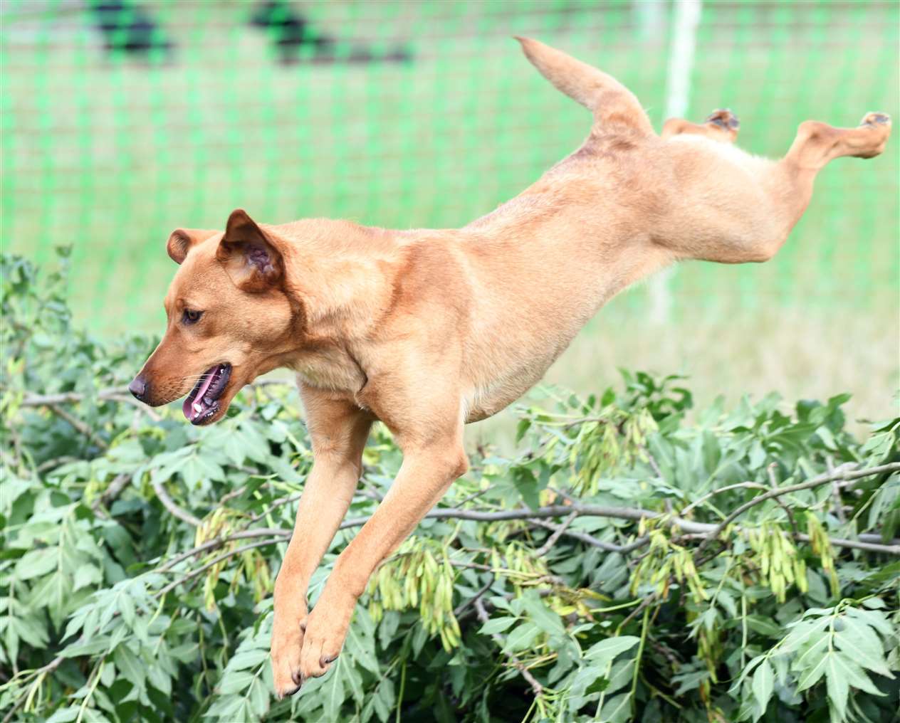 Gundog Scurry Event. (41597371)