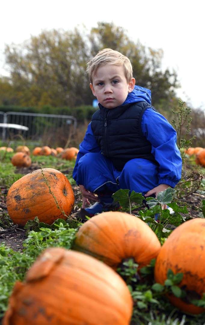Skylark pumpkin carving and picking..Francis Ferriggi... (42846833)