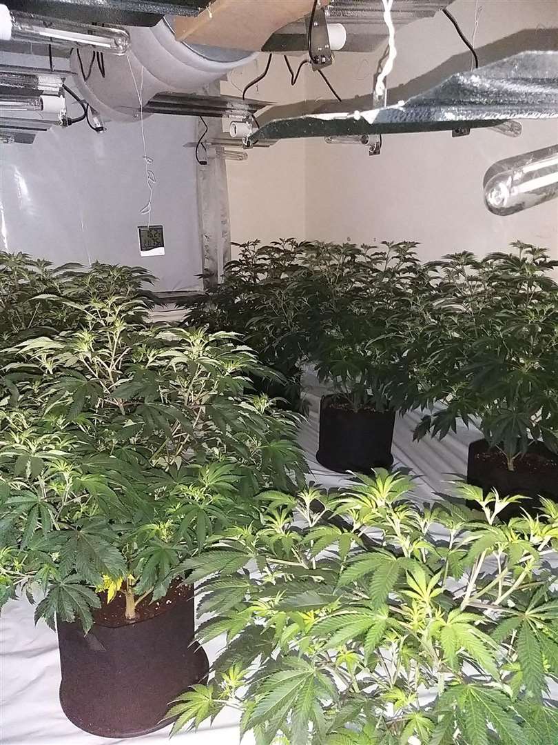 Cannabis being grown in the former pub (47703800)