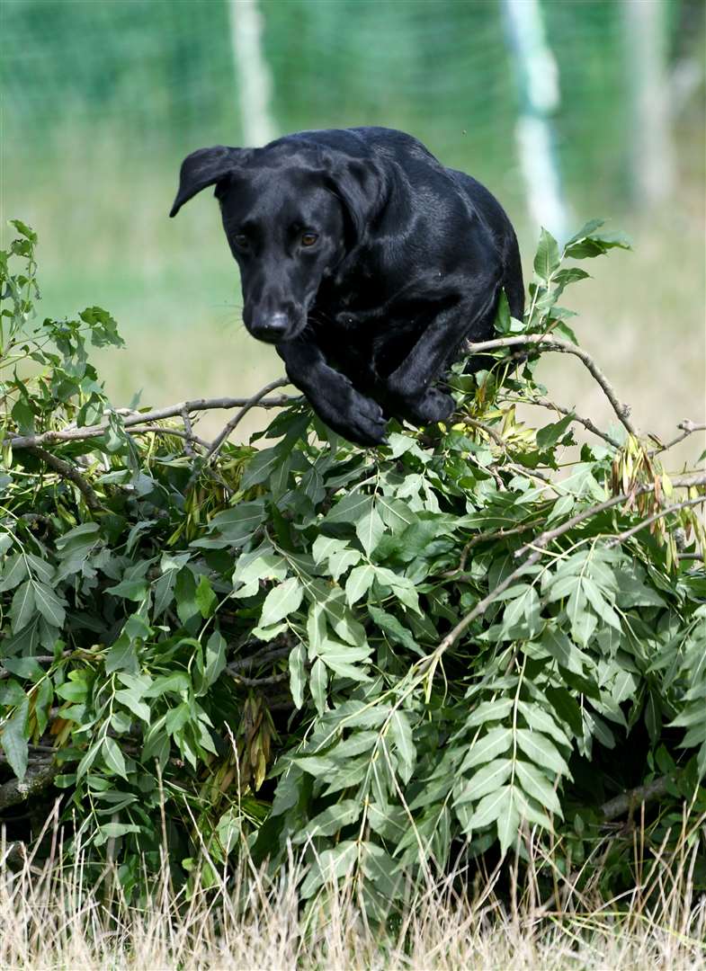 Gundog Scurry Event. (41597367)