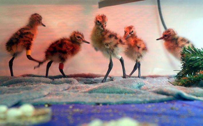 Baby black-tailed godwits were headstarted by staff at WWT in Welney as part of a Project Godwit aimed at helping the endangered species now they have been spotted in Portugal.