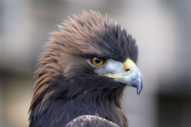Stanley the golden eagle at the Scottish Parliament after a petition called for an amendment to the Animals and Wildlife Act 2020 to allow mountain hares to be hunted for falconry purposes (Andrew Milligan/PA) (61607407)