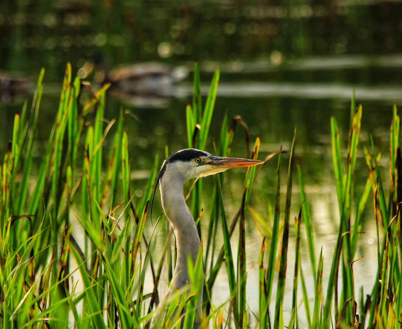 To be recognised by UNESCO as a Biosphere, the area of land must have a strong identity, excellent resources management and a focus on learning and innovation. Photo: George Howden/Fens Biosphere. (45283597)