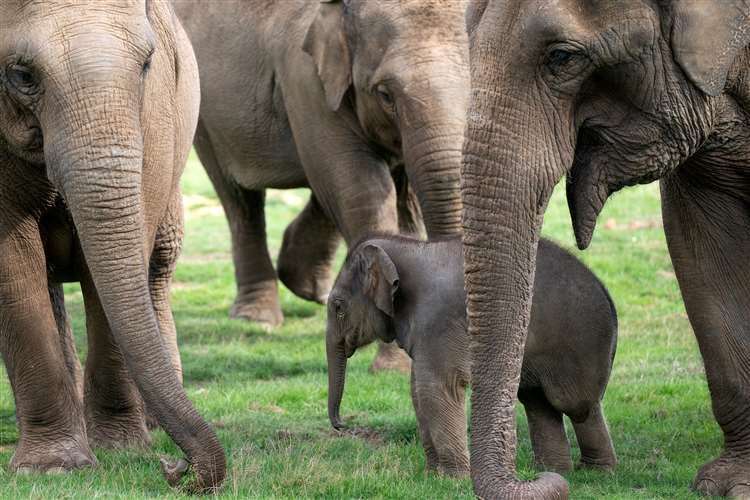 Whipsnade’s baby Asian elephant Nang Phaya was named the Thai word for ‘Queen’ in honour of the zoo’s patron, Queen Elizabeth II (Joe Giddens/PA) (61607480)