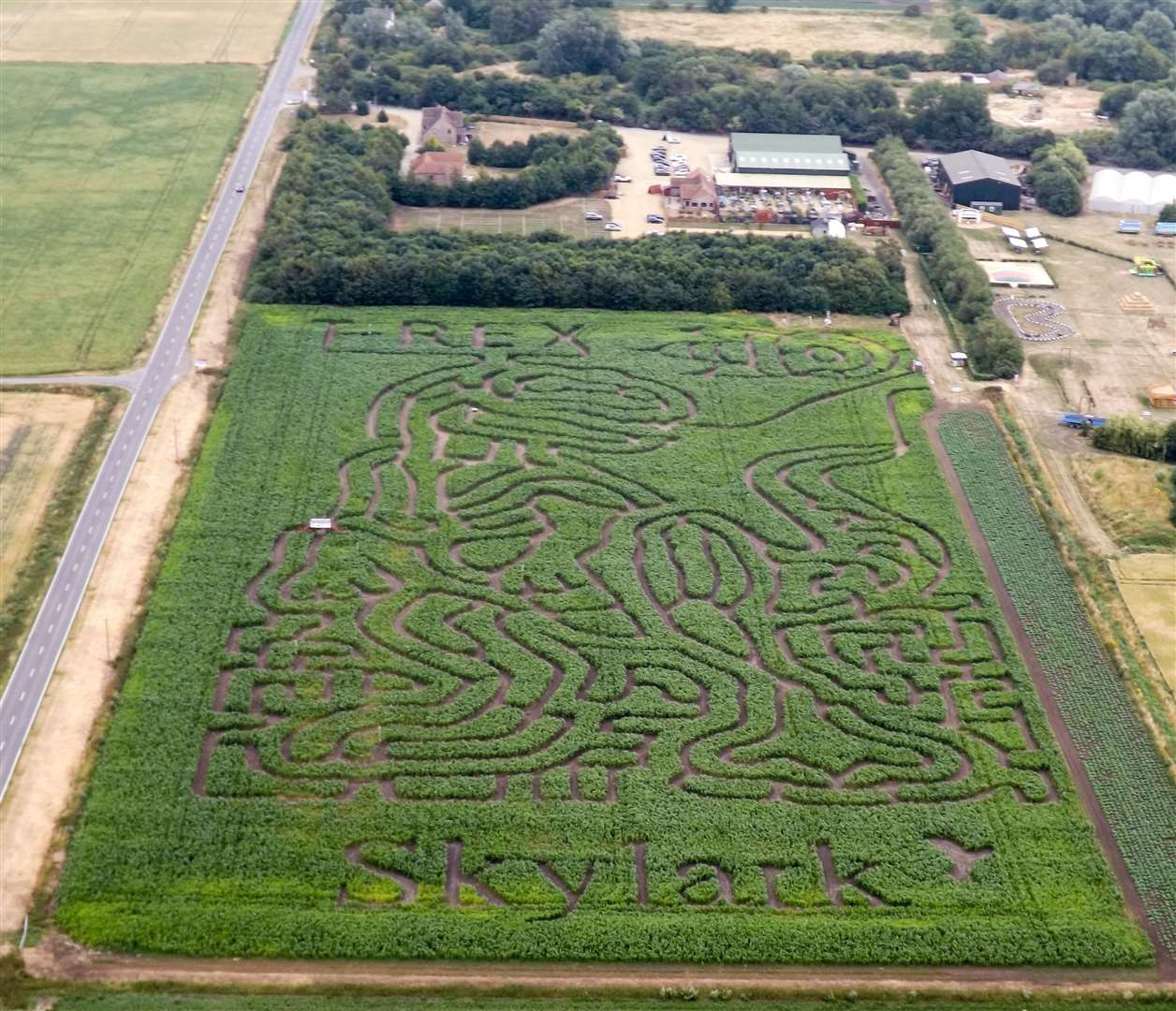The view of the new T-Rex shaped maize maze at Skylark captured from a helicopter. (3047043)