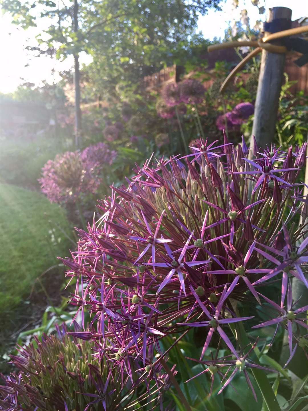 Open Gardens in Cambridgeshire 2022: Greenhaze Lane, Cambourne (56821697)