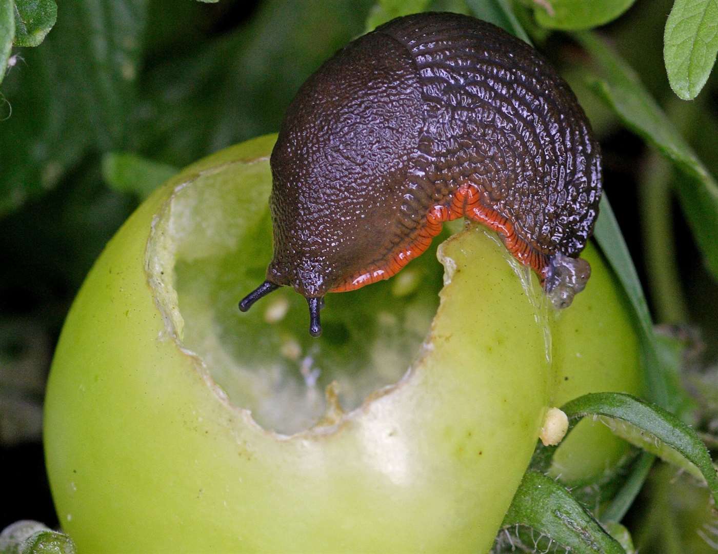Buglife says slugs play a vital role in our ecoystem returning healthy nutrients back into the soil. Image: PA.