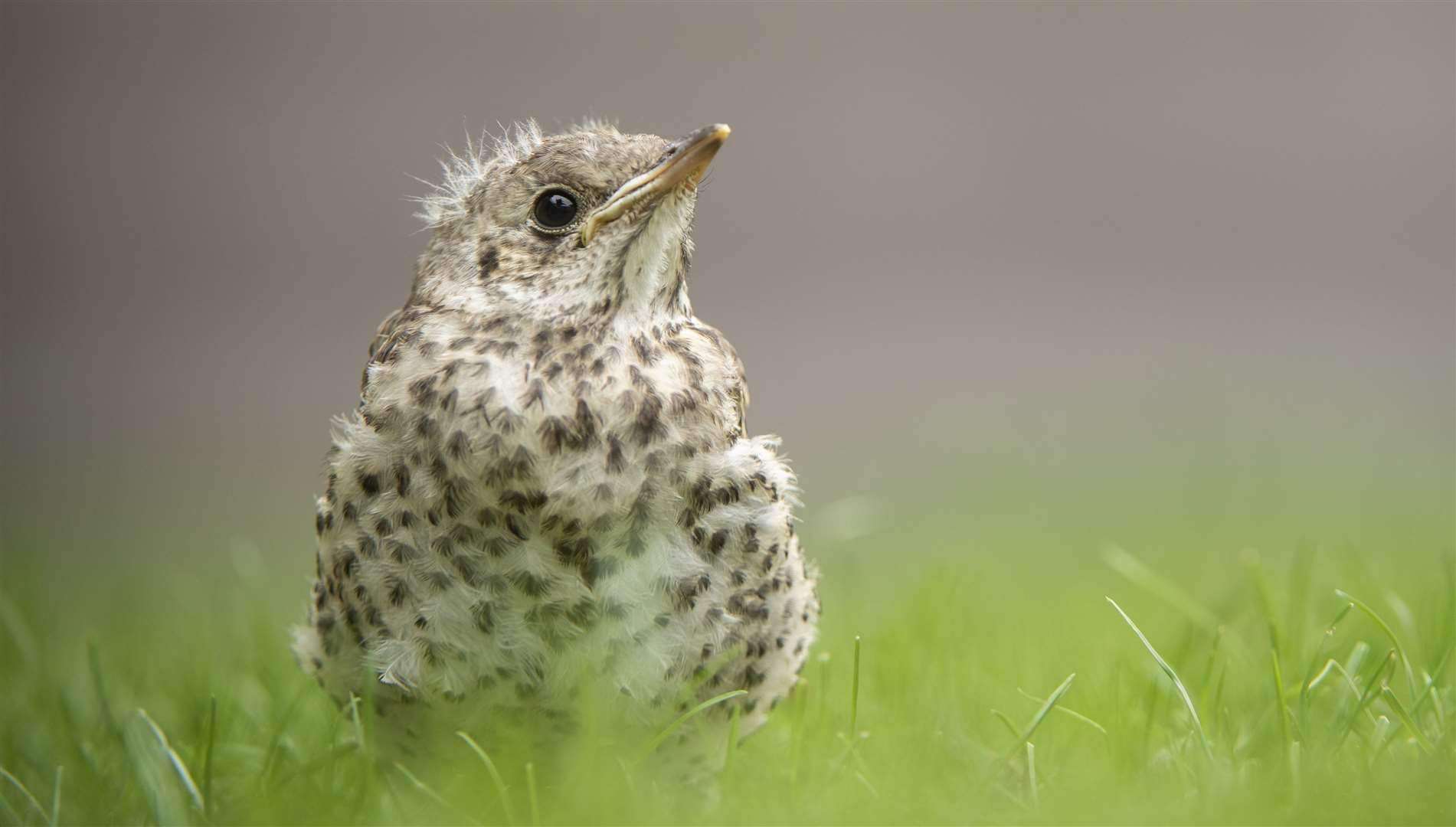 It's not unusual for baby birds who have recently braved leaving their nest to be seen on the ground. Picture: RSPB.