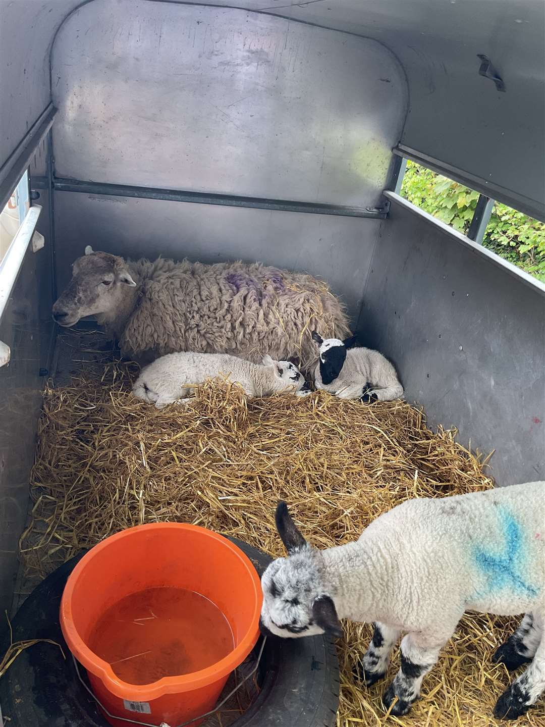 One of the sheep with its lambs