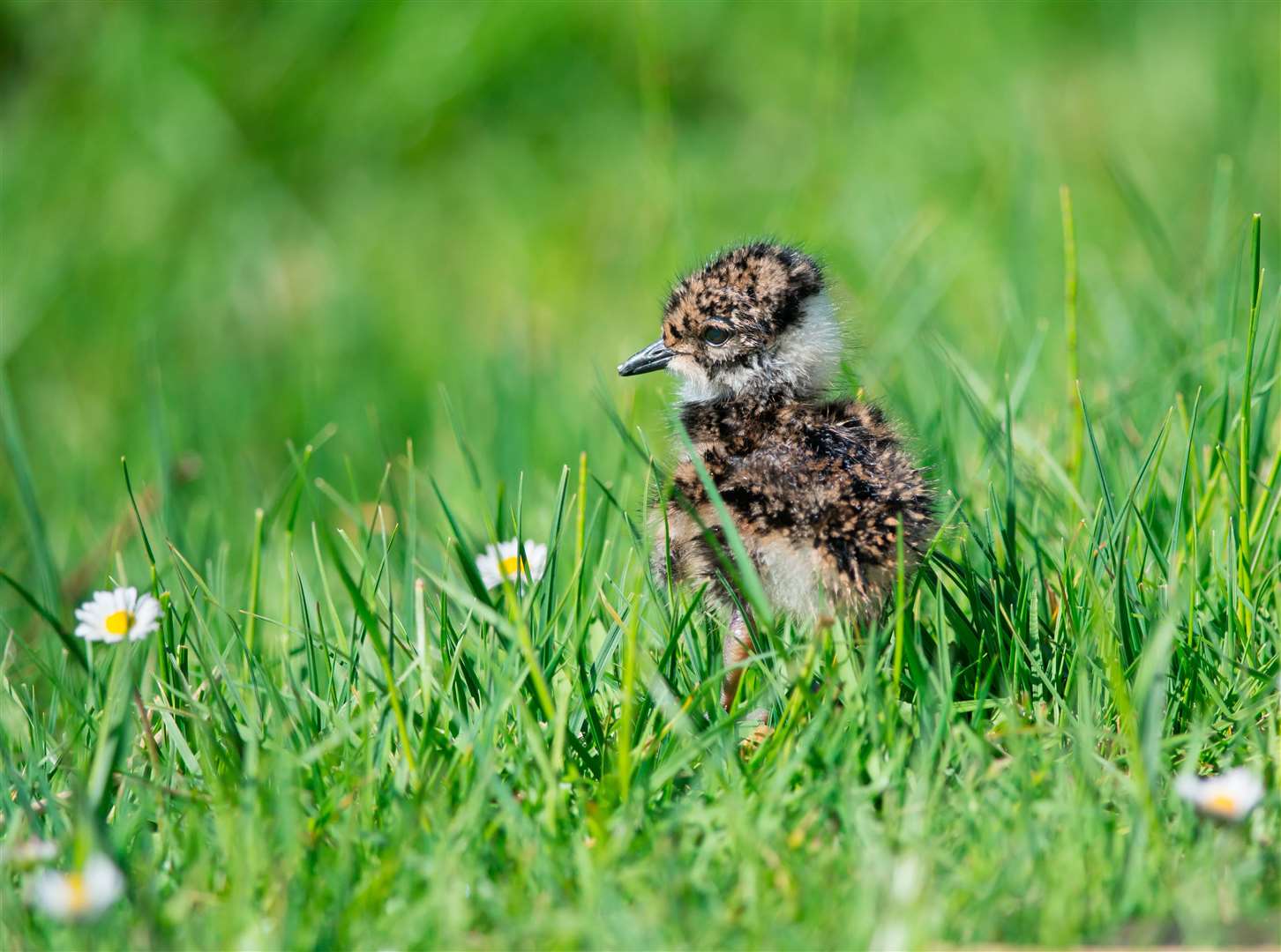 Northern lapwing Vanellus vanellus, day-old chick, still with egg tooth on bill, standing in upland meadow. Photo: Ray Kennedy.