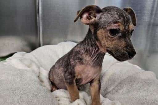 One of the puppies found abandoned between Welney and Ten Mile Bank earlier this month. Picture: RSPCA.