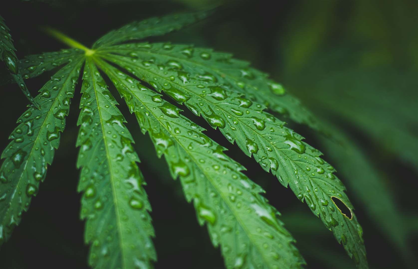 Lochore was caught with cannabis. Picture: iStock
