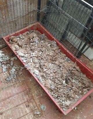 The woman admitted she neglected 21 animals in her care. Picture: Cambridgeshire police