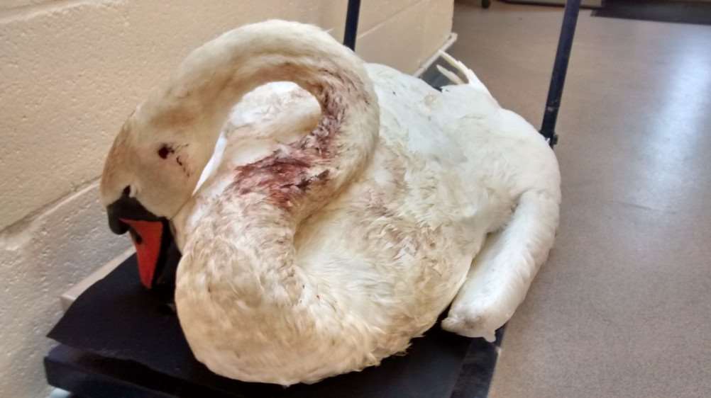 The injured swan