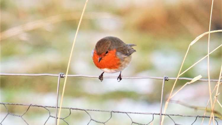 The robin needs to forage for 85 per cent of its day in winter to get enough energy to survive the night. Picture: DGS