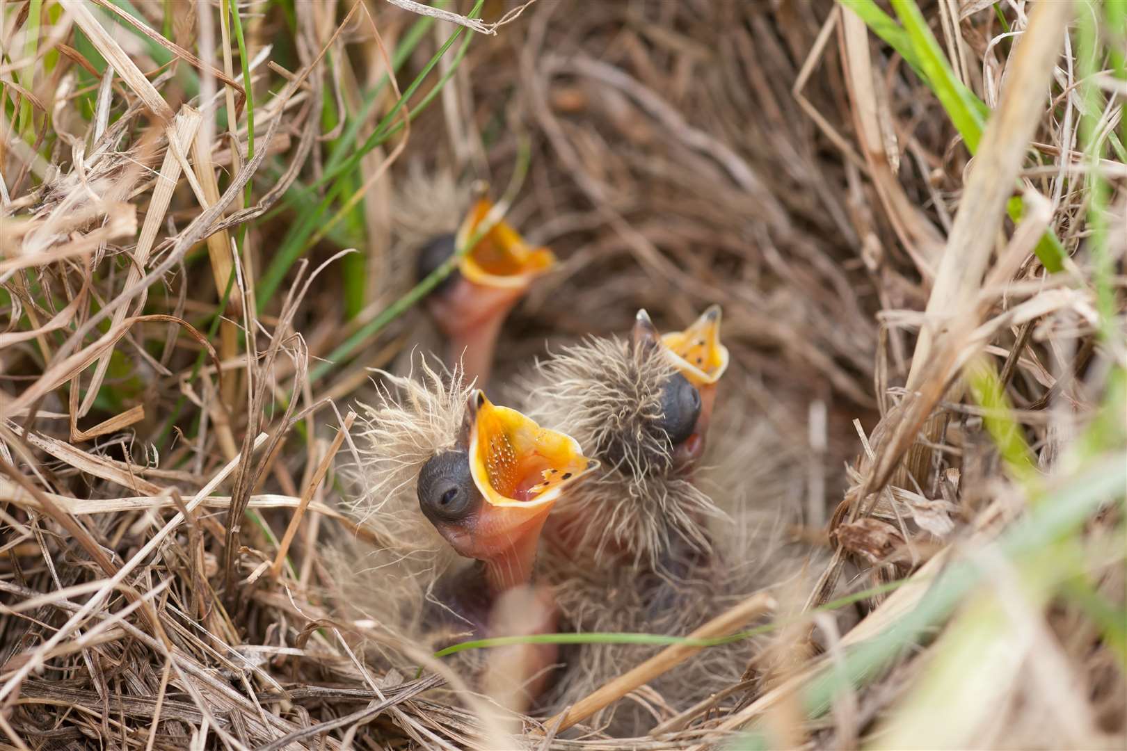 Skylark Alauda arvensis, three chicks in a nest, Suffolk, England, July. Photo: Kevin Swaford. (55463226)