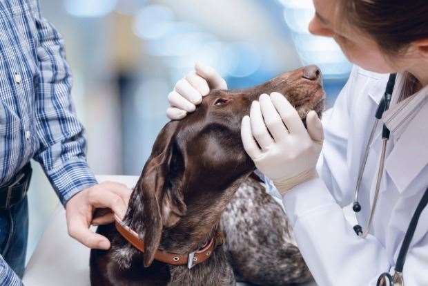 If in doubt seek the advice of a vet. Photo: Getty Images.