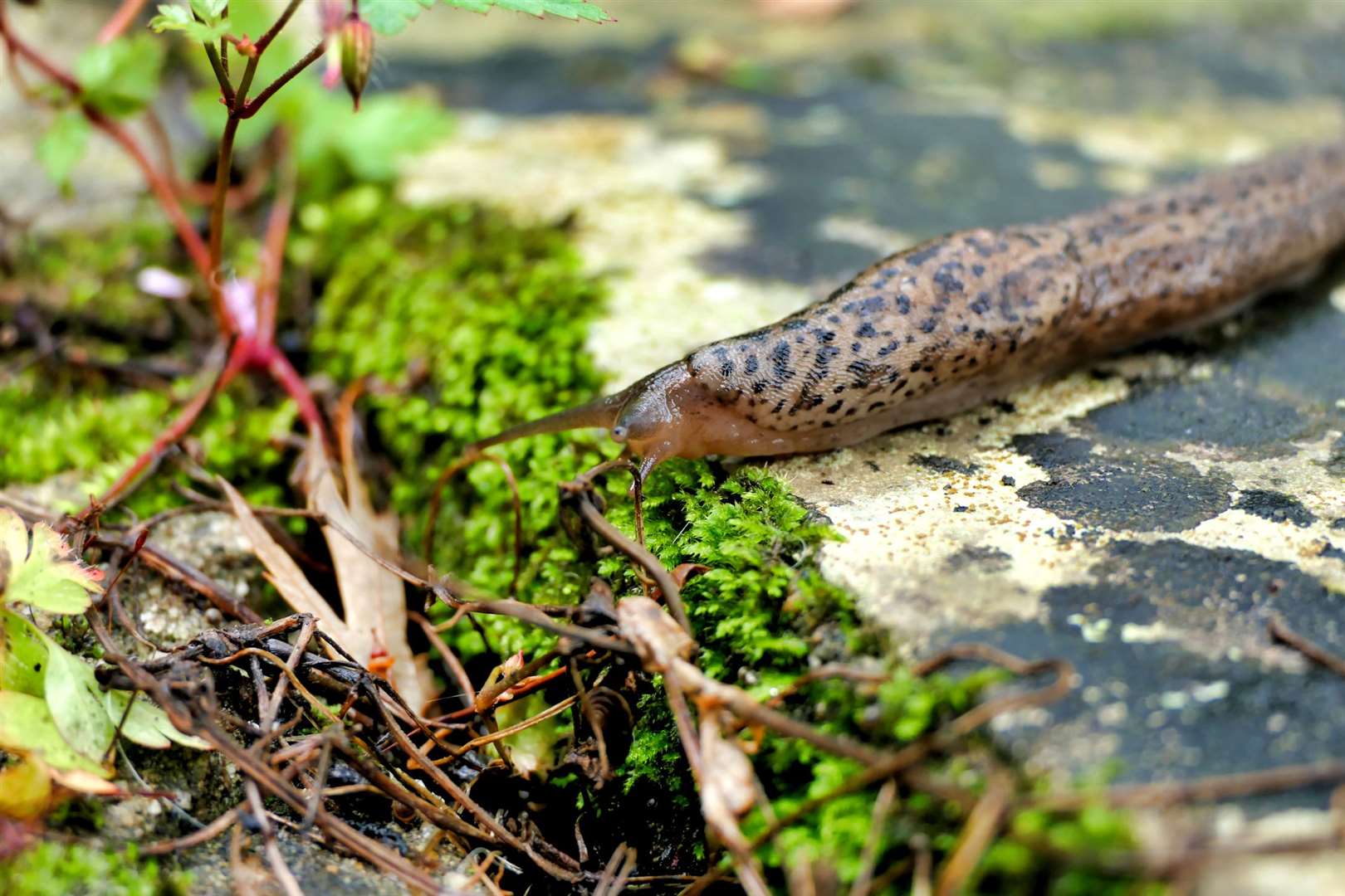Slugs rely on moist damp conditions in order to thrive. Image: iStock.
