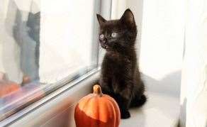Keep your Halloween decorations out of reach from cats. Picture: Canva
