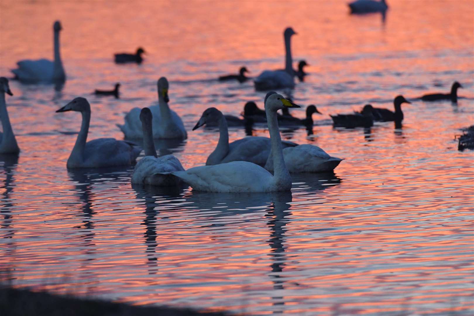 Swan feeding is a major attraction at the centre, and the season is now under-way.