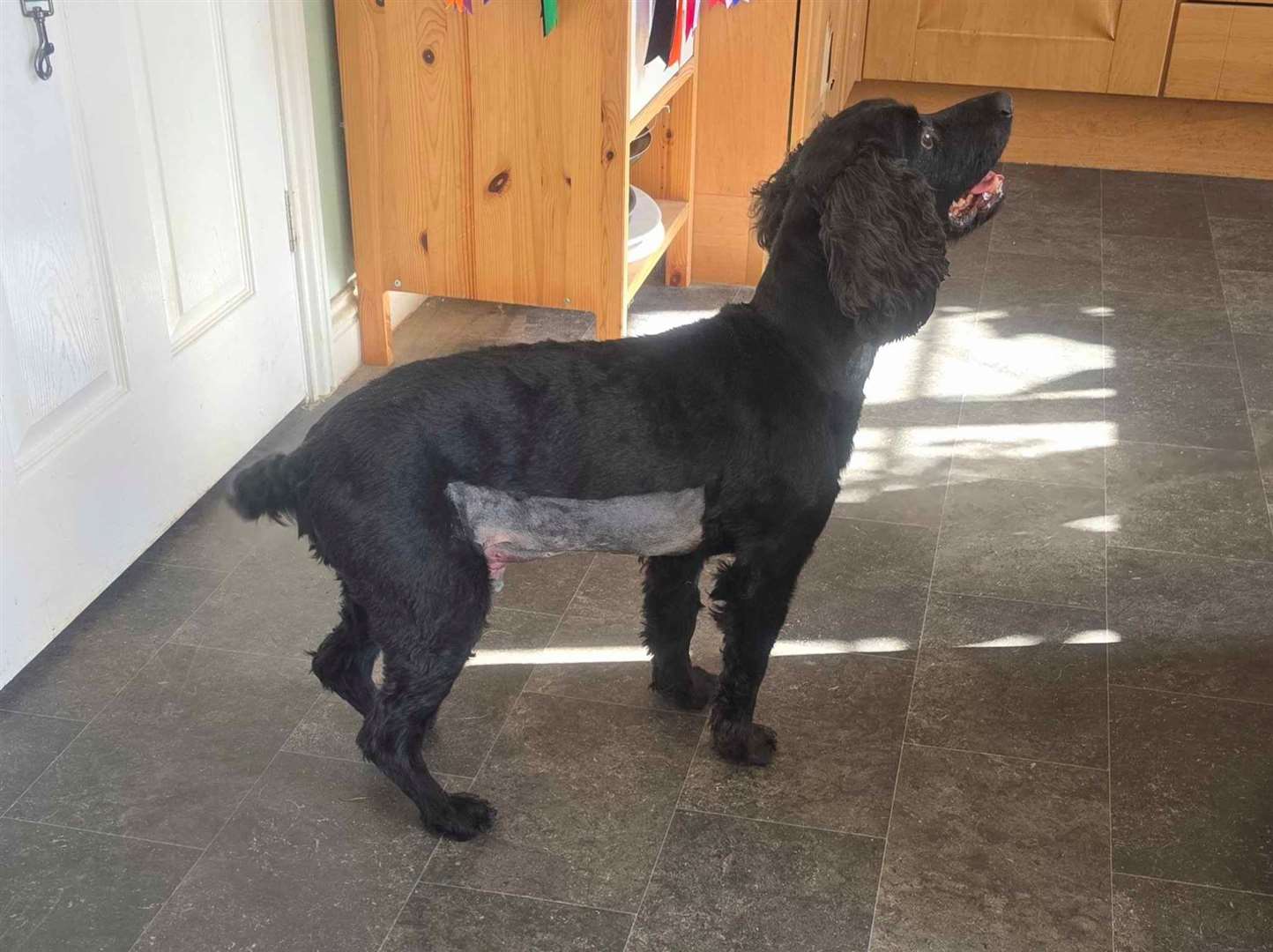 Ninja had undergo emergency surgery after eating a discarded peach stone