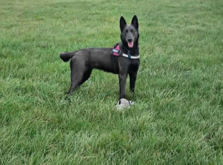 Angel the Belgian Shepherd (Malinois) crossbreed is just one of the animals looking for a forever home at the RSPCA's Block Fen in Wimblington.