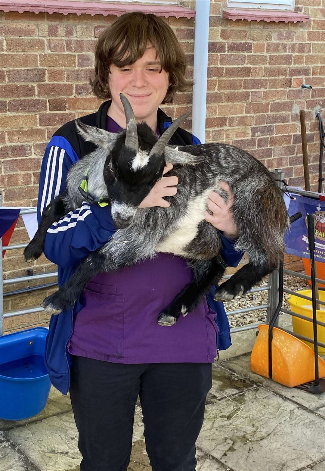 A friendly goat