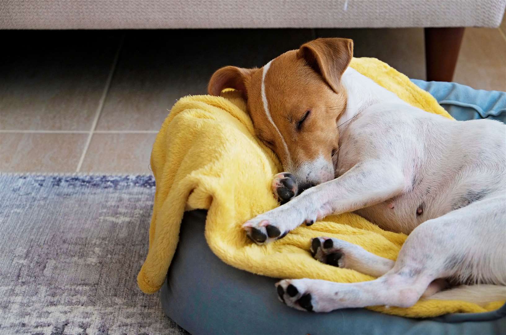 Jack Russell have opted for names including Bella, Buddy, Lola and Daisy. Image: iStock.