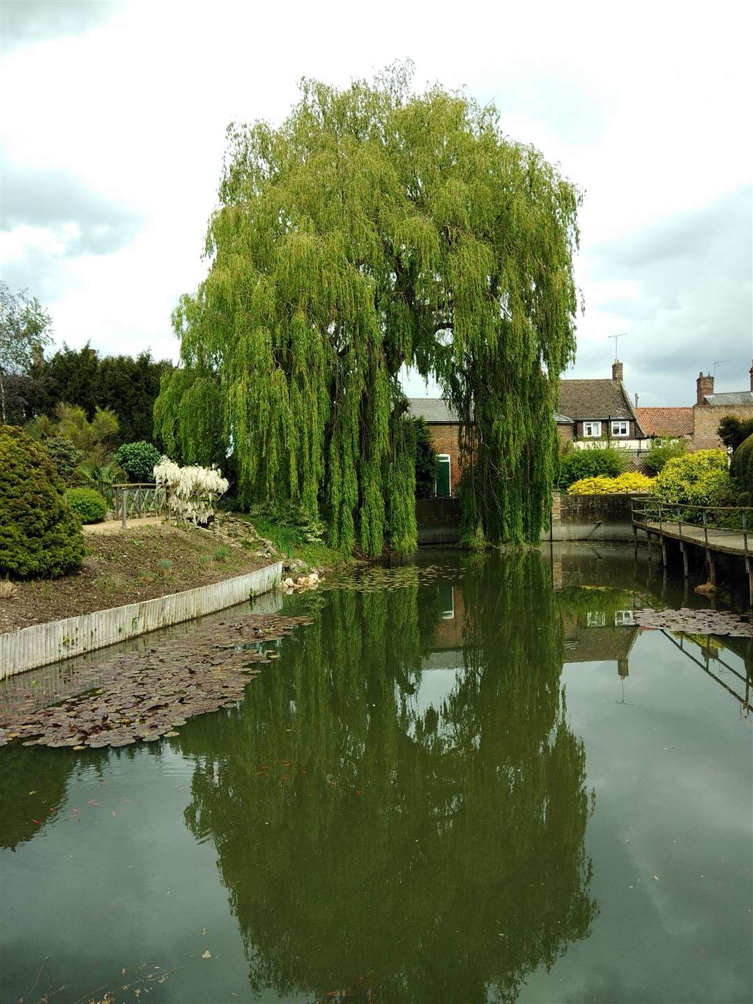 The willow tree in Elgood's Brewery garden, Wisbech. (31505025)