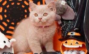 Don't force your cat to dress up if they don't want to, it can cause them stress. Picture: Canva