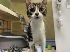 Autumn was found abandoned in a car park with her babies but is now ready to be rehomed.