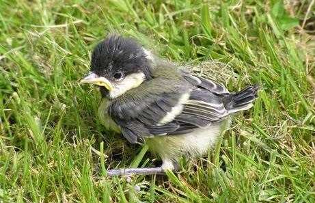 Baby birds are often spotted on the ground at this time of year. Picture: RSPB.