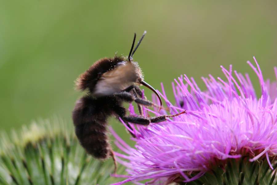 Rare Ruderal bumblebees can be seen at WWT Welney Wetland Centre.