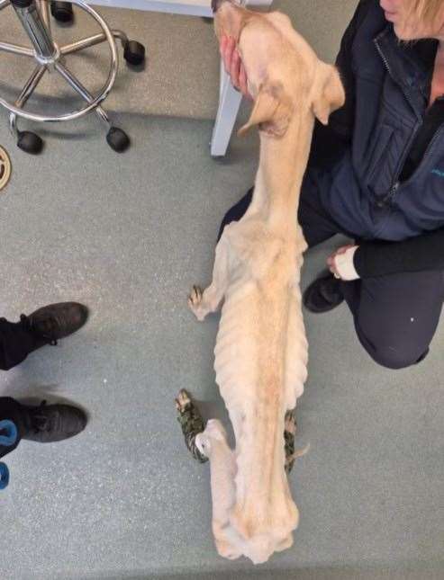 Peanut was described as the "thinnest" dog ever by her rescuers. Picture: RSPCA