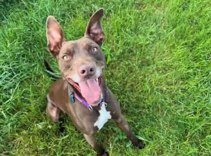 Kevin is looking for his forever home.