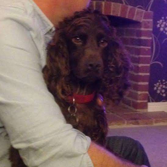 Have you seen Ruby? Emma and Tim Matkin are putting out an appeal to find their two Cocker Spaniels