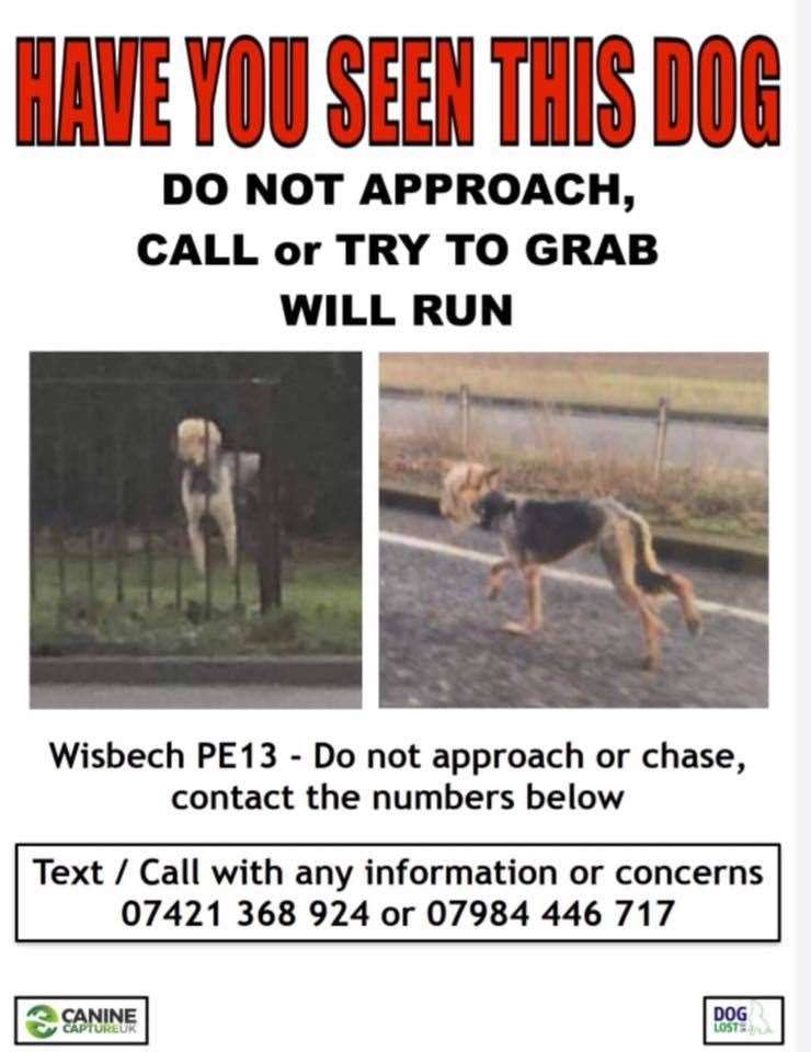 Wiz of Wisbech became a social media star with worried members of the public following the story of his life on the run and eventual capture. (26319913)