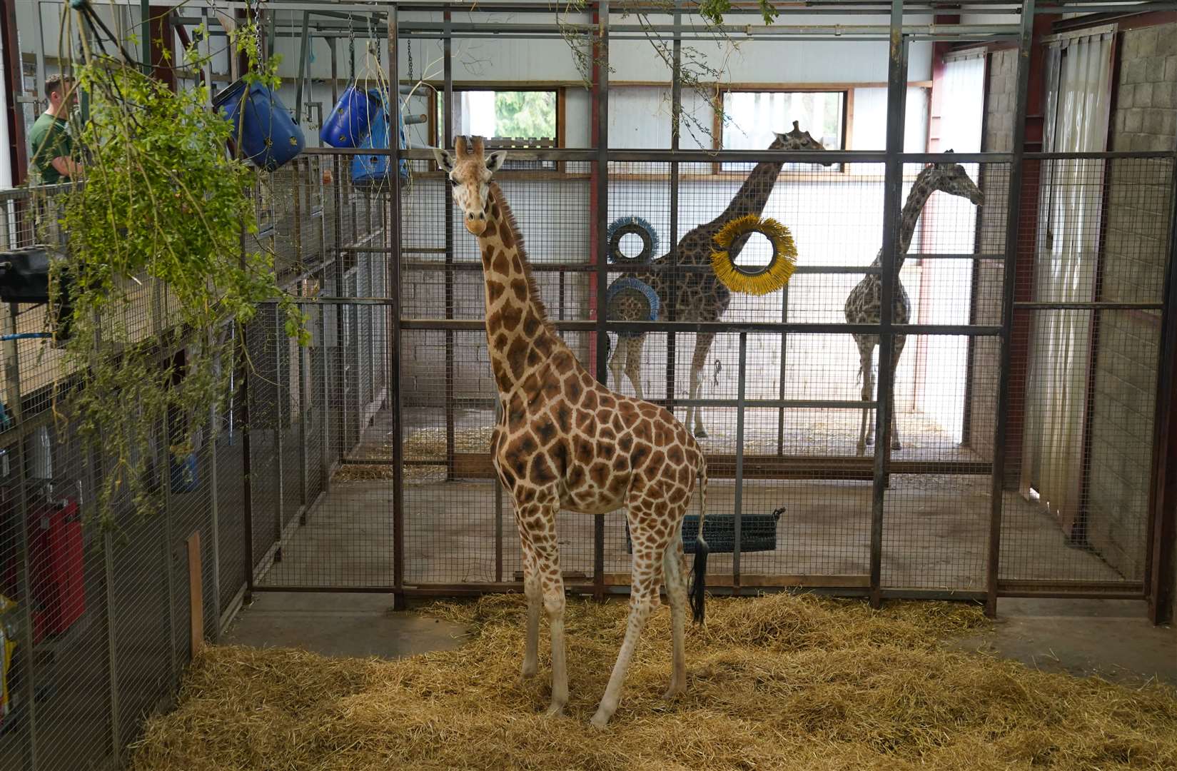 Keepers hope Noinin will breed with Sifa, a Rothschild’s who arrived at Blair Drummond in 2023 (Andrew Milligan/PA)