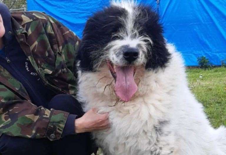 Arlo is estimated to be about five years old (Picture: Lotus Stray Rescue)